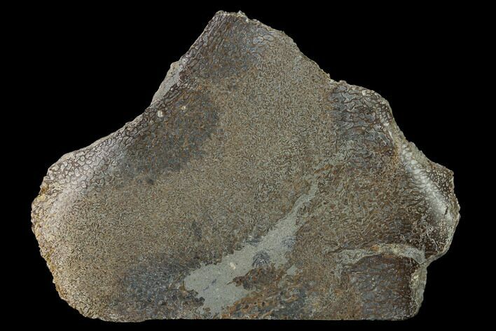 2.45" Polished Pliosaur (Liopleurodon) Bone - England